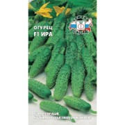 Огурцец семена СеДек Ира 00000015630